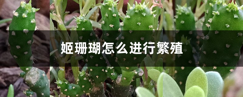 姬珊瑚怎麼進行繁殖