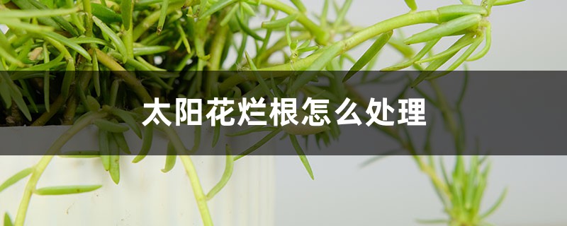 太陽花爛根怎麼處理