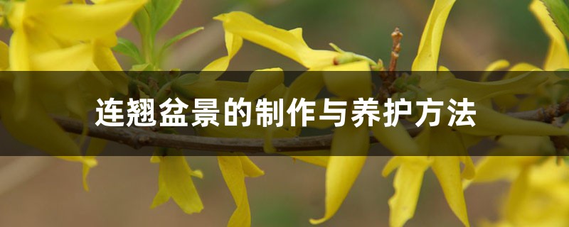連翹盆景的製作與養護方法