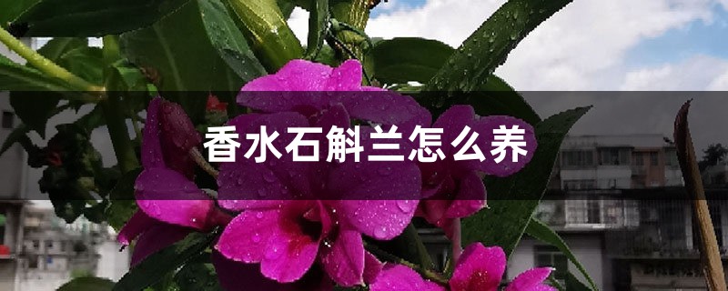 香水石斛蘭怎麼養