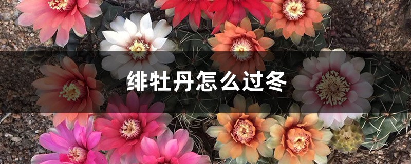 緋牡丹怎麼過冬