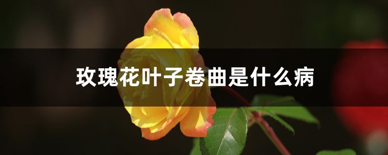 玫瑰花葉子捲曲是什麼病，葉子捲曲怎麼辦