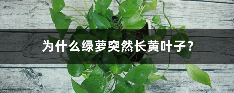 為什麼綠蘿突然長黃葉子？