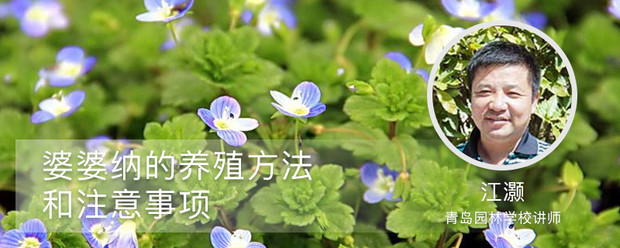 婆婆納的養殖方法和注意事項