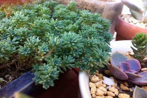 薄雪萬年草怎麼過冬