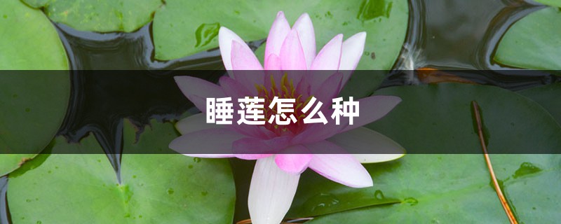 睡蓮怎麼種，可以全水養嗎