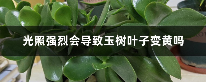 光照強烈會導致玉樹葉子變黃嗎，其他影響因素