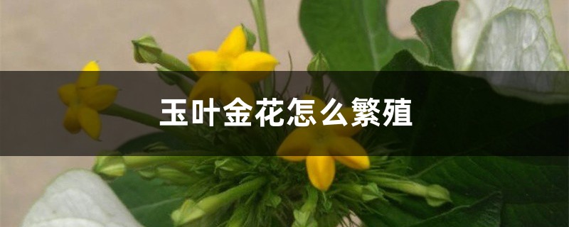 玉葉金花怎麼繁殖