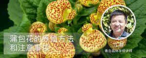 蒲包花的養殖方法和注意事項