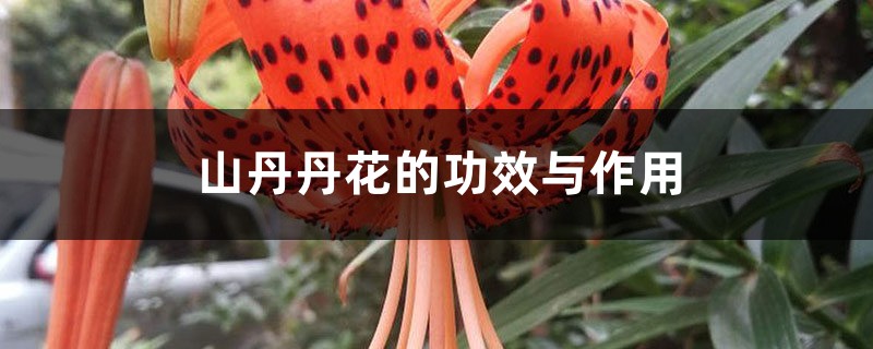 山丹丹花的功效與作用