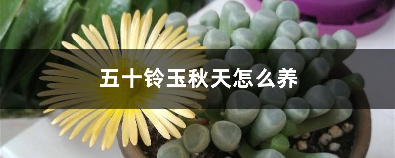 五十鈴玉秋天怎麼養