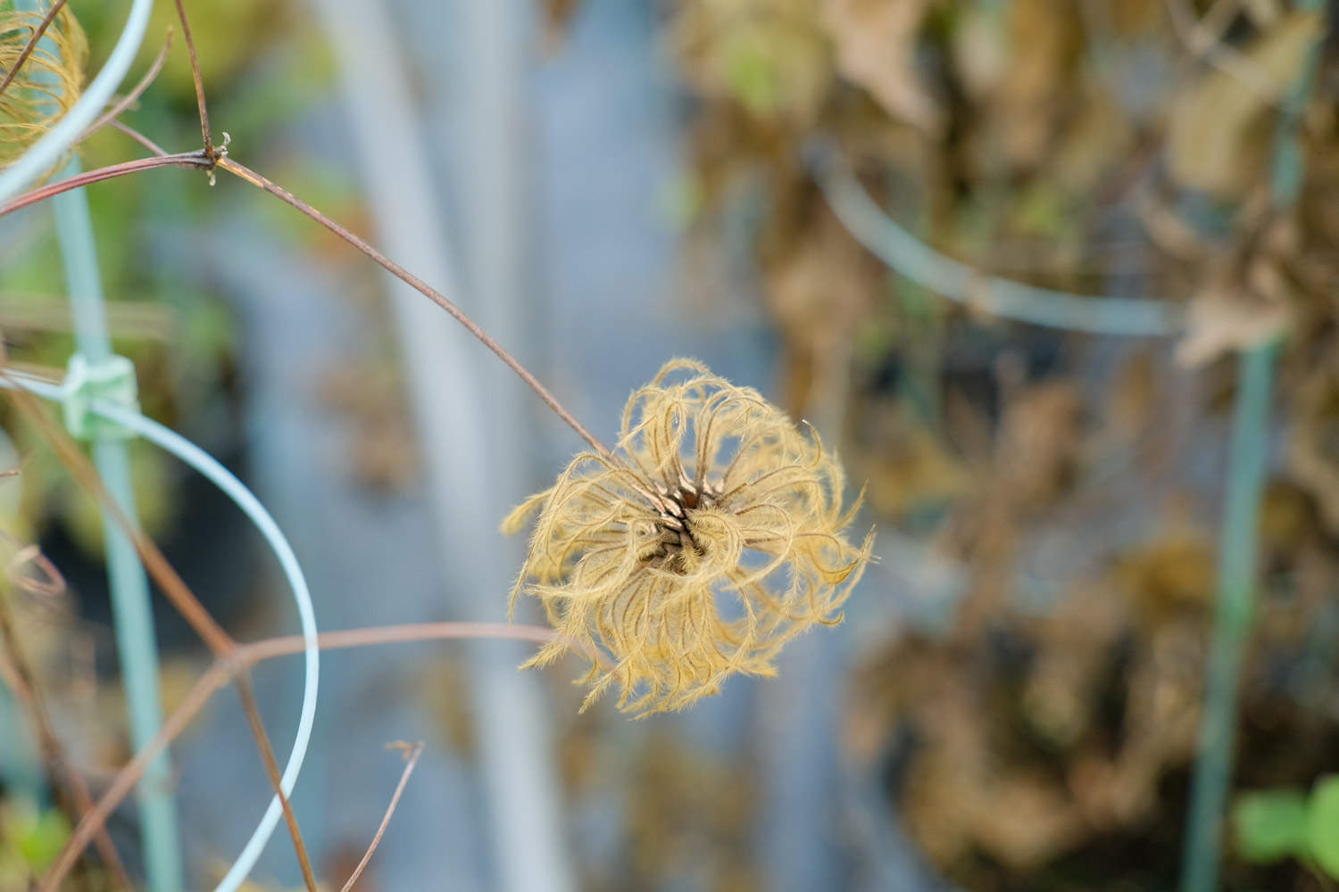 鐵線蓮