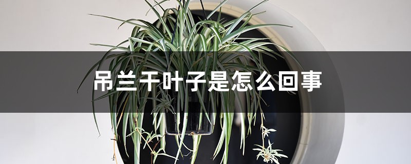 吊蘭幹葉子是怎麼回事
