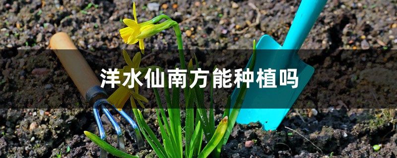 洋水仙南方能種植嗎，怎麼種植