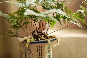 狼尾蕨的養殖方法和注意事項