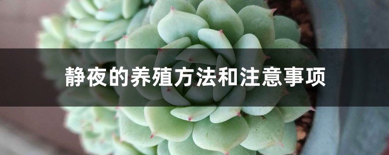 靜夜的養殖方法和注意事項
