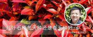 紅葉石楠冬天種還是春天種好