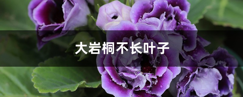 大巖桐不長葉子怎麼辦