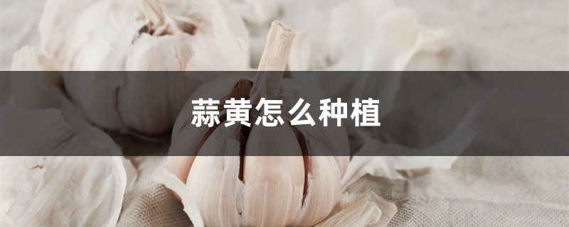 蒜黃怎麼種植，什麼是蒜黃