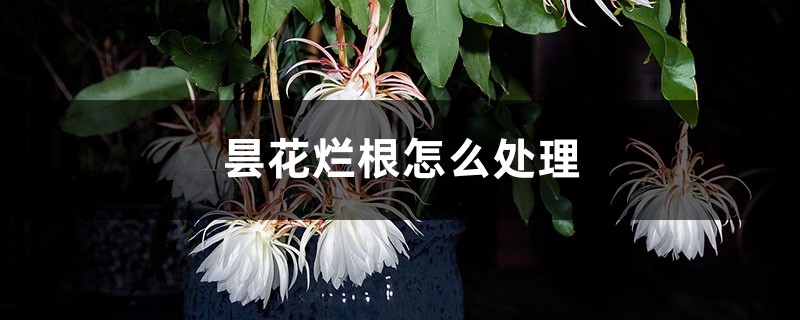 曇花爛根怎麼處理