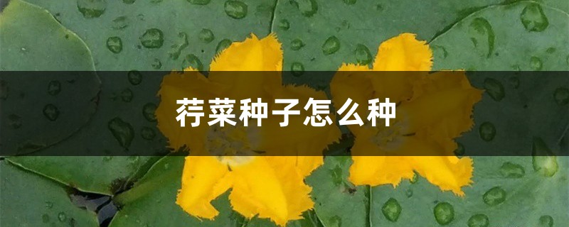 荇菜種子怎麼種