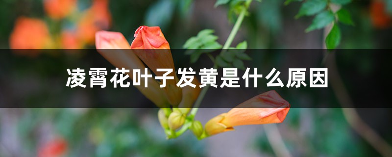 凌霄花葉子發黃是什麼原因，怎麼辦