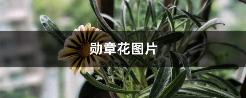 勳章花圖片