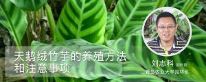 天鵝絨竹芋的養殖方法和注意事項