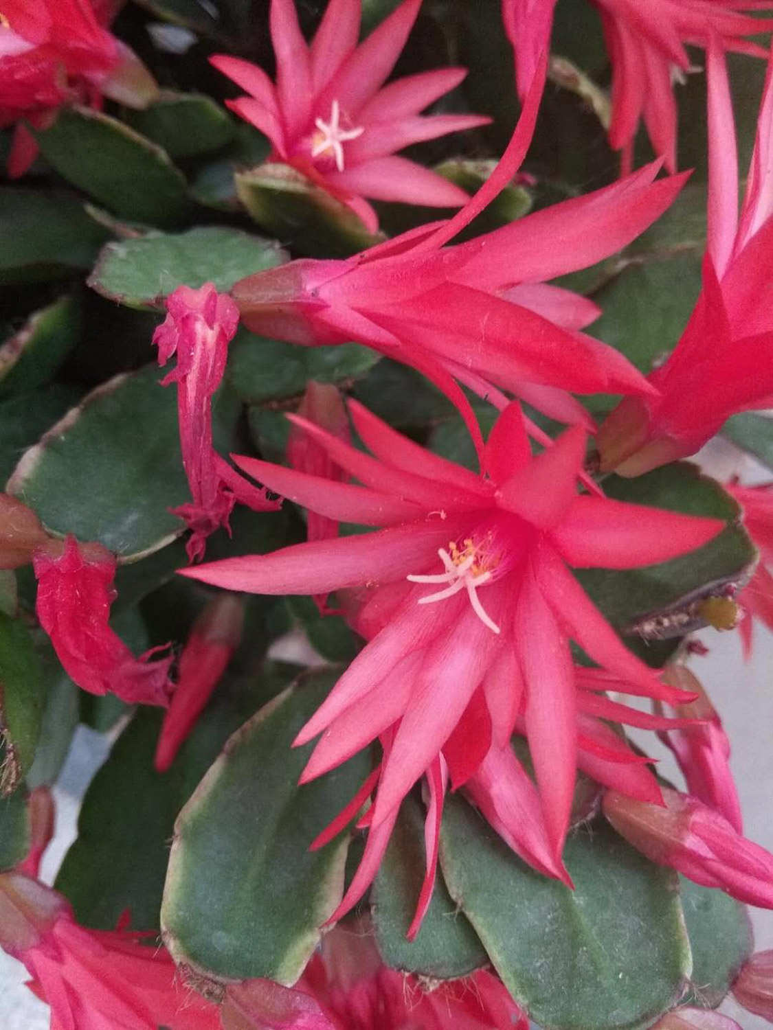 假曇花