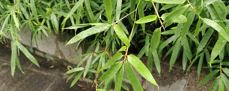 竹子葉子發黃怎麼補救