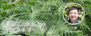 春羽花的養殖方法和注意事項