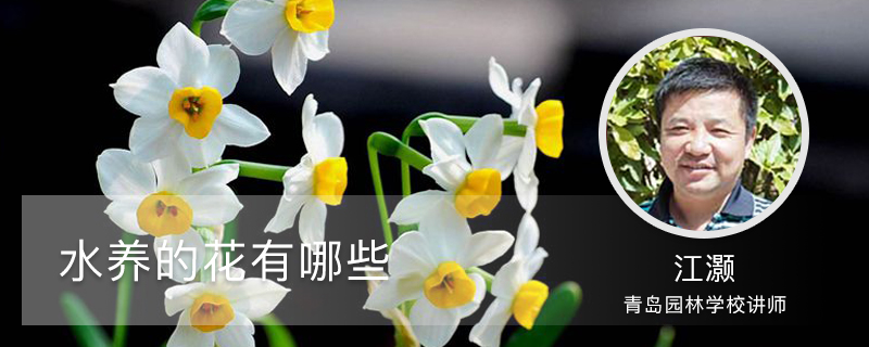 水養的花有哪些