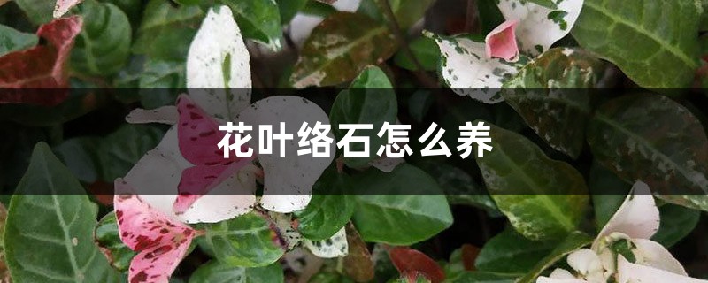 花葉絡石怎麼養