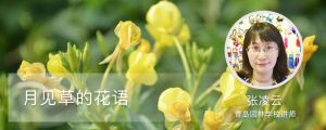 月見草的花語