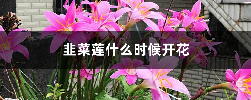 韭菜蓮什麼時候開花