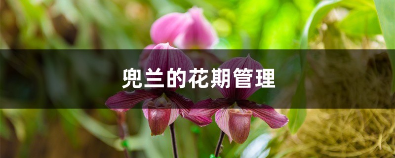 兜蘭的花期管理