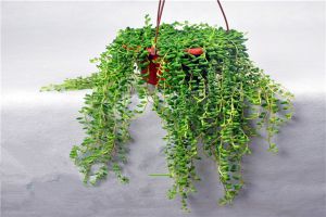 綠之鈴徒長了怎麼辦