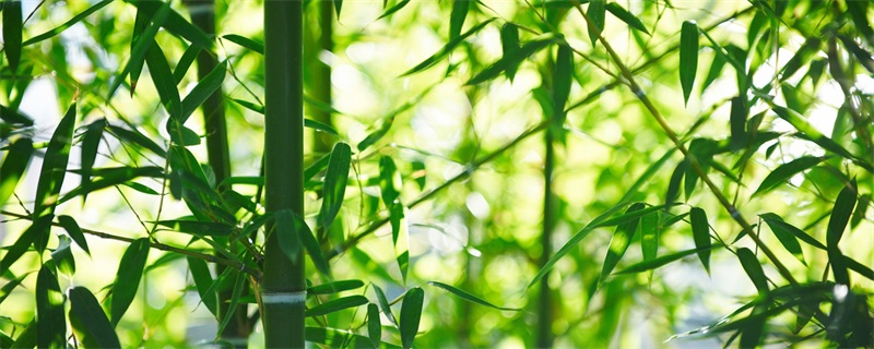 竹子為什麼不能種屋後