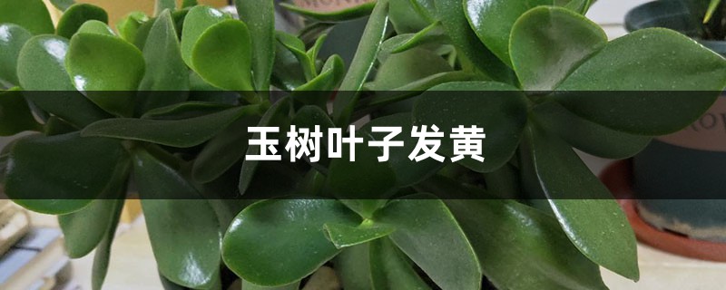 玉樹黃葉的原因和處理辦法