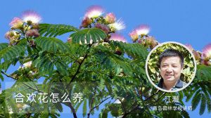 合歡花怎麼養