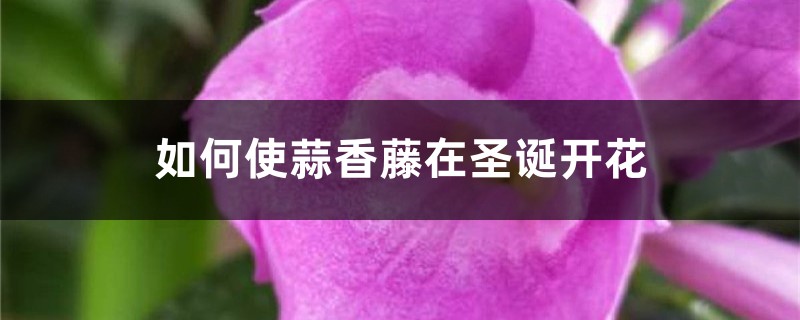 如何使蒜香藤在聖誕開花