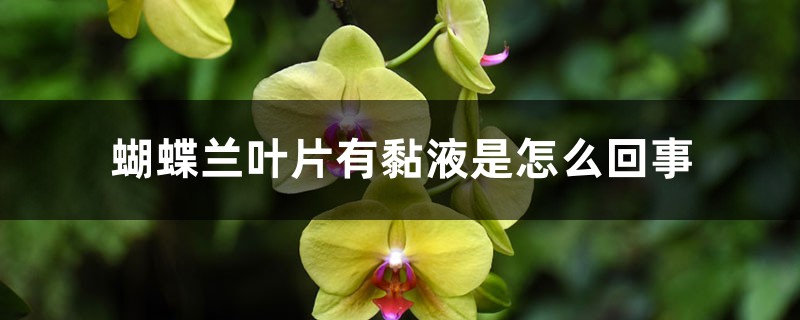 蝴蝶蘭葉片有黏液是怎麼回事，有黏液水株怎麼辦