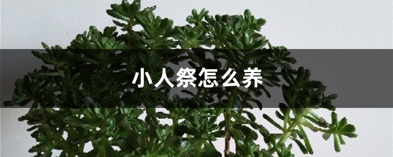 小人祭怎麼養