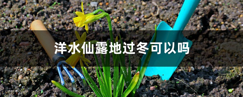 洋水仙露地過冬可以嗎（南方北方過冬方法）