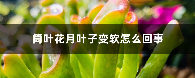 筒葉花月葉子變軟怎麼回事