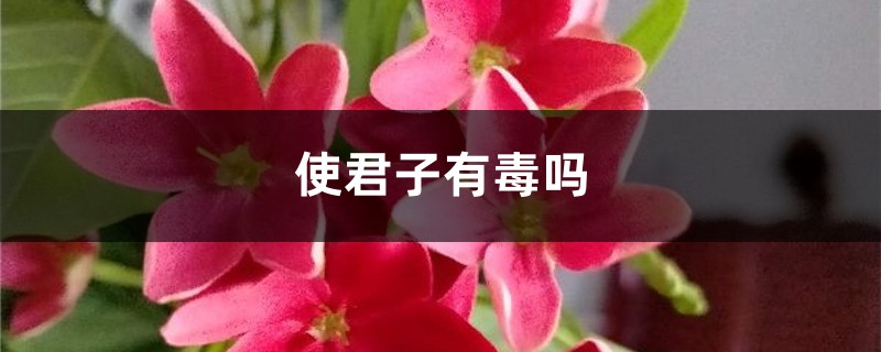 使君子有毒嗎