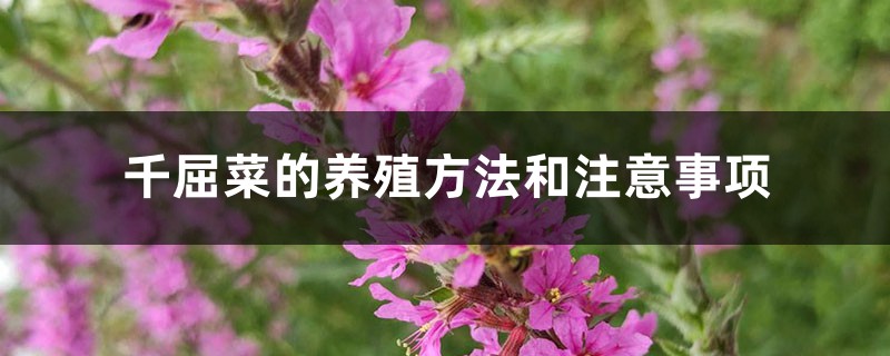 千屈菜的養殖方法和注意事項