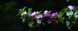 海仙花怎麼繁殖