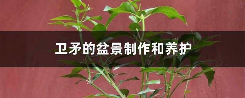 衛矛的盆景製作和養護