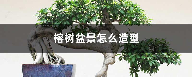 榕樹盆景怎麼造型